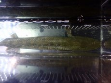 画像9: 【淡水魚】【通販】爆安 訳あり No1 ポリプテルス ビキールビキール チャド産 ワイルド【個体販売】(±40cm)(生体)(熱帯魚)NKO (9)