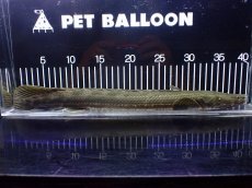画像1: 【淡水魚】【通販】大特価 No2 ポリプテルス ビキールビキール チャド産 ワイルド【個体販売】(±40cm)(大型魚)(生体)(熱帯魚)NKO (1)