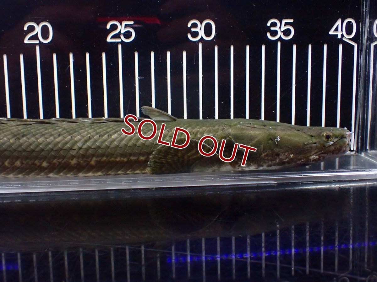 画像2: 【淡水魚】【通販】大特価 No2 ポリプテルス ビキールビキール チャド産 ワイルド【個体販売】(±40cm)(大型魚)(生体)(熱帯魚)NKO (2)