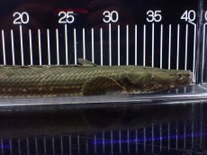 画像2: 【淡水魚】【通販】大特価 No2 ポリプテルス ビキールビキール チャド産 ワイルド【個体販売】(±40cm)(大型魚)(生体)(熱帯魚)NKO (2)