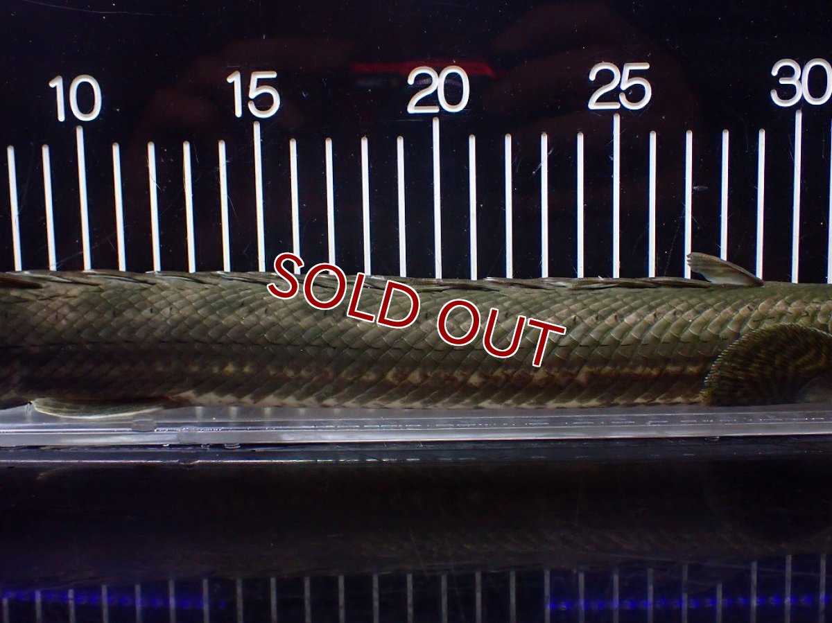画像3: 【淡水魚】【通販】大特価 No2 ポリプテルス ビキールビキール チャド産 ワイルド【個体販売】(±40cm)(大型魚)(生体)(熱帯魚)NKO (3)