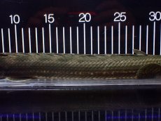 画像3: 【淡水魚】【通販】大特価 No2 ポリプテルス ビキールビキール チャド産 ワイルド【個体販売】(±40cm)(大型魚)(生体)(熱帯魚)NKO (3)
