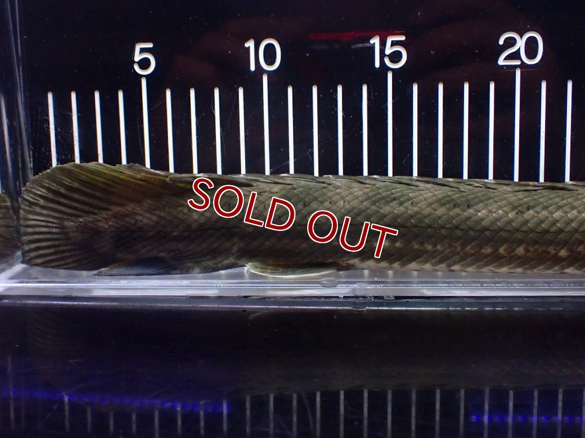 画像4: 【淡水魚】【通販】大特価 No2 ポリプテルス ビキールビキール チャド産 ワイルド【個体販売】(±40cm)(大型魚)(生体)(熱帯魚)NKO (4)