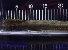 画像4: 【淡水魚】【通販】大特価 No2 ポリプテルス ビキールビキール チャド産 ワイルド【個体販売】(±40cm)(大型魚)(生体)(熱帯魚)NKO (4)