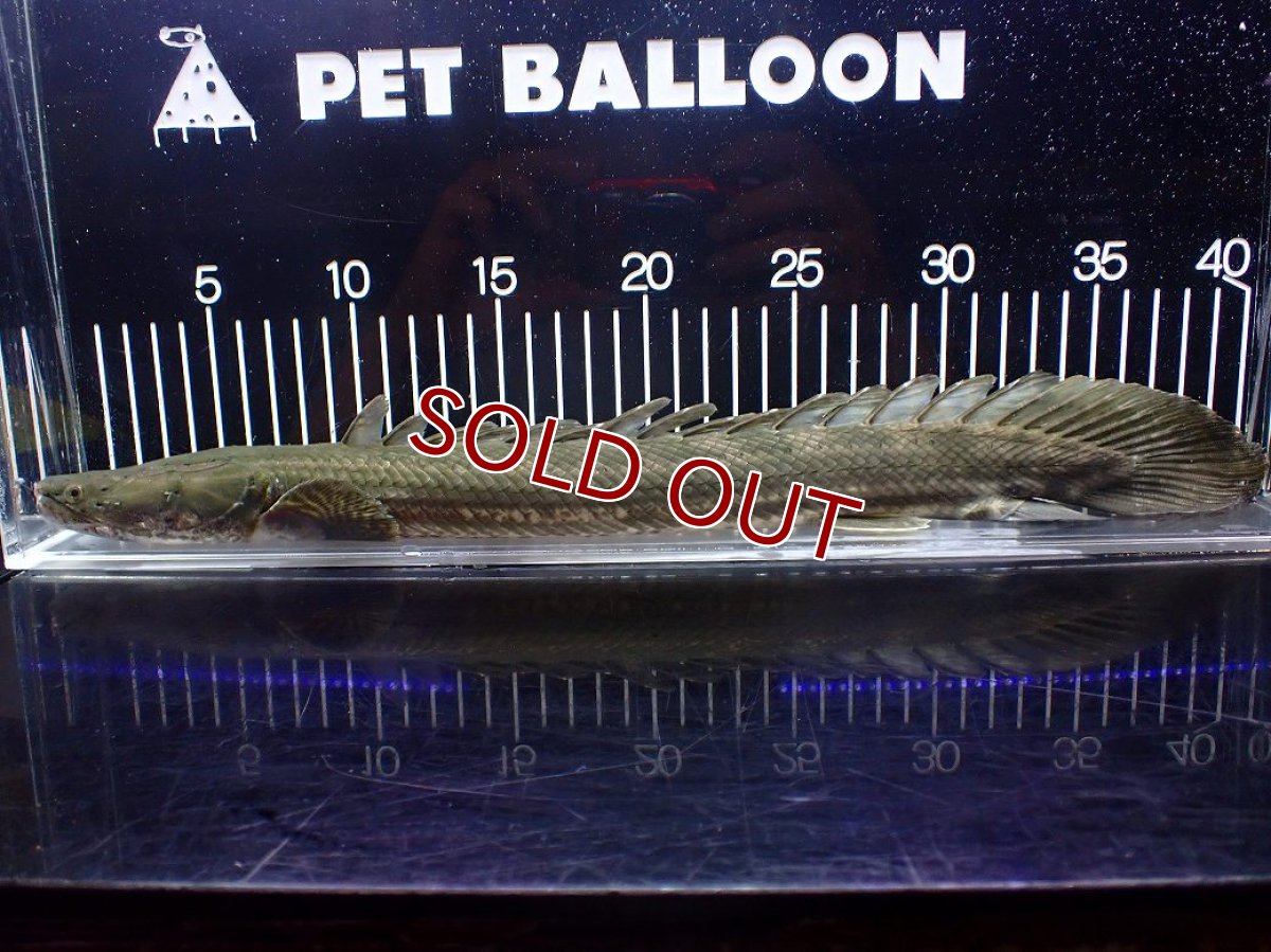 画像5: 【淡水魚】【通販】大特価 No2 ポリプテルス ビキールビキール チャド産 ワイルド【個体販売】(±40cm)(大型魚)(生体)(熱帯魚)NKO (5)