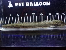 画像5: 【淡水魚】【通販】大特価 No2 ポリプテルス ビキールビキール チャド産 ワイルド【個体販売】(±40cm)(大型魚)(生体)(熱帯魚)NKO (5)