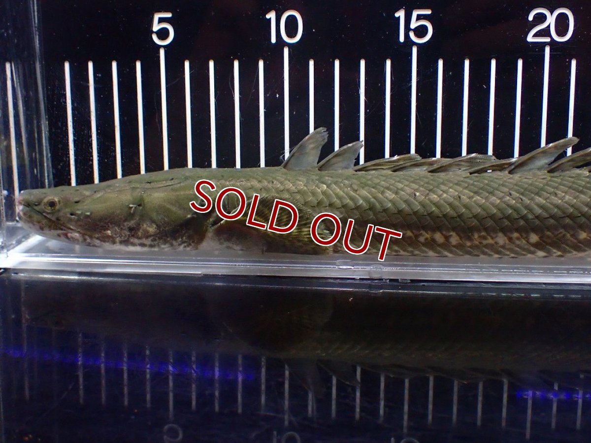 画像6: 【淡水魚】【通販】大特価 No2 ポリプテルス ビキールビキール チャド産 ワイルド【個体販売】(±40cm)(大型魚)(生体)(熱帯魚)NKO (6)