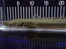 画像6: 【淡水魚】【通販】大特価 No2 ポリプテルス ビキールビキール チャド産 ワイルド【個体販売】(±40cm)(大型魚)(生体)(熱帯魚)NKO (6)