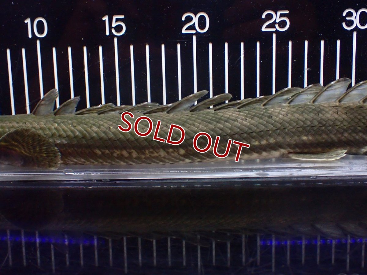 画像7: 【淡水魚】【通販】大特価 No2 ポリプテルス ビキールビキール チャド産 ワイルド【個体販売】(±40cm)(大型魚)(生体)(熱帯魚)NKO (7)