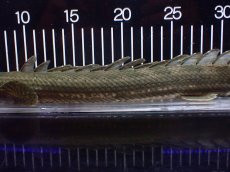画像7: 【淡水魚】【通販】大特価 No2 ポリプテルス ビキールビキール チャド産 ワイルド【個体販売】(±40cm)(大型魚)(生体)(熱帯魚)NKO (7)