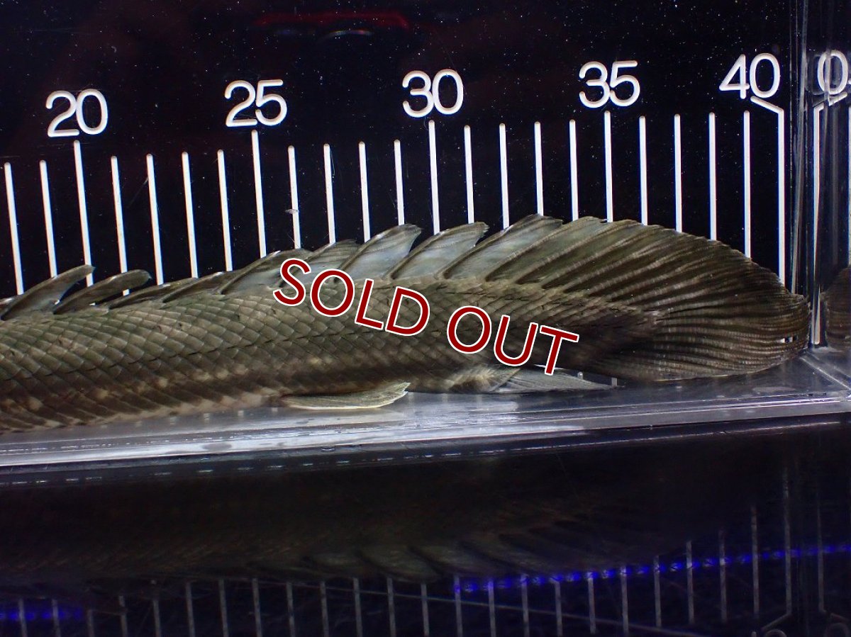 画像8: 【淡水魚】【通販】大特価 No2 ポリプテルス ビキールビキール チャド産 ワイルド【個体販売】(±40cm)(大型魚)(生体)(熱帯魚)NKO (8)