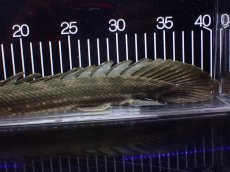 画像8: 【淡水魚】【通販】大特価 No2 ポリプテルス ビキールビキール チャド産 ワイルド【個体販売】(±40cm)(大型魚)(生体)(熱帯魚)NKO (8)