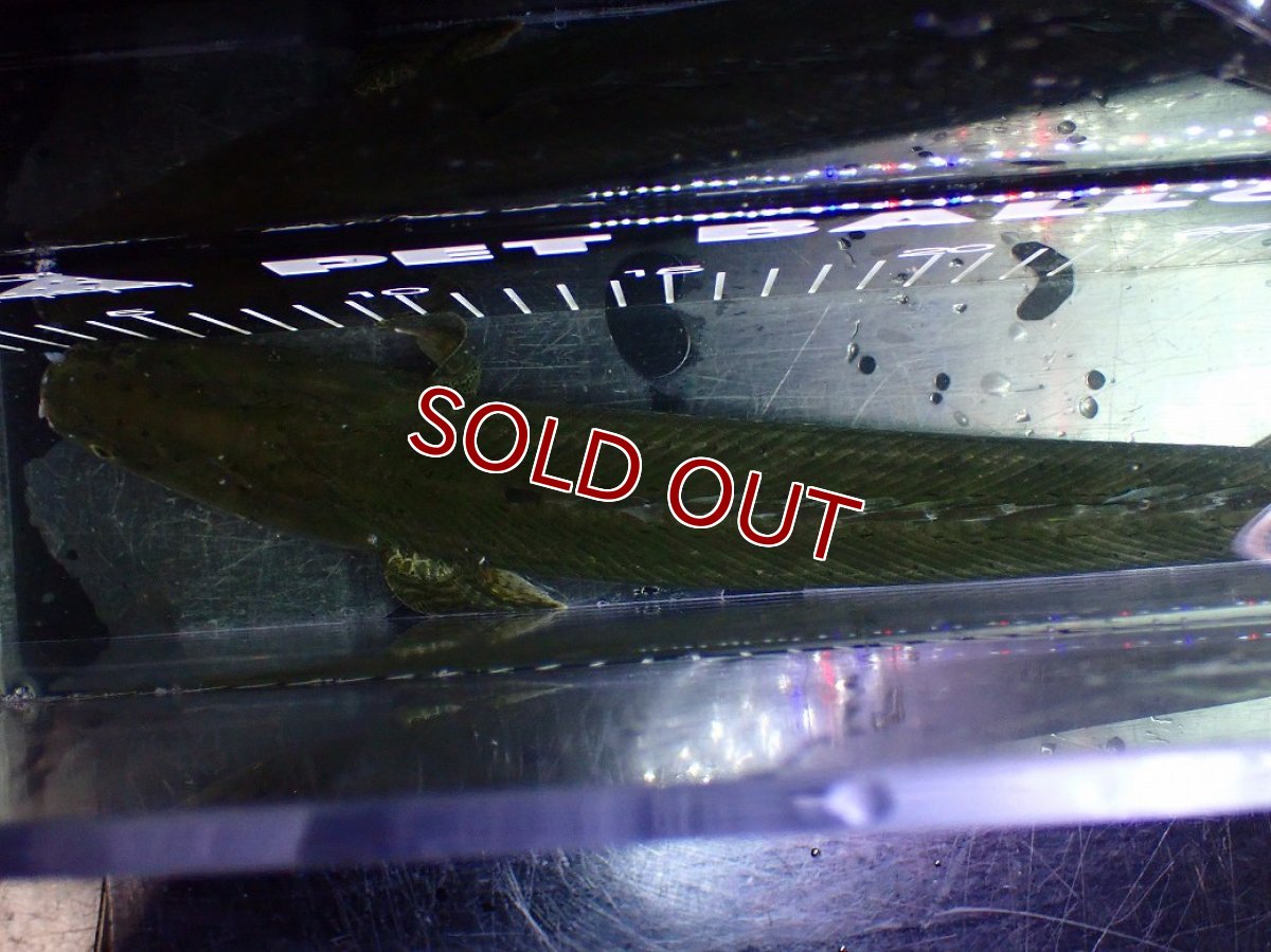 画像9: 【淡水魚】【通販】大特価 No2 ポリプテルス ビキールビキール チャド産 ワイルド【個体販売】(±40cm)(大型魚)(生体)(熱帯魚)NKO (9)