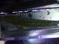 画像9: 【淡水魚】【通販】大特価 No2 ポリプテルス ビキールビキール チャド産 ワイルド【個体販売】(±40cm)(大型魚)(生体)(熱帯魚)NKO (9)