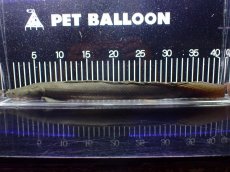 画像1: 【淡水魚】【通販】大特価 No3 ポリプテルス ビキールビキール チャド産 ワイルド【個体販売】(±42cm)(大型魚)(生体)(熱帯魚)NKO (1)