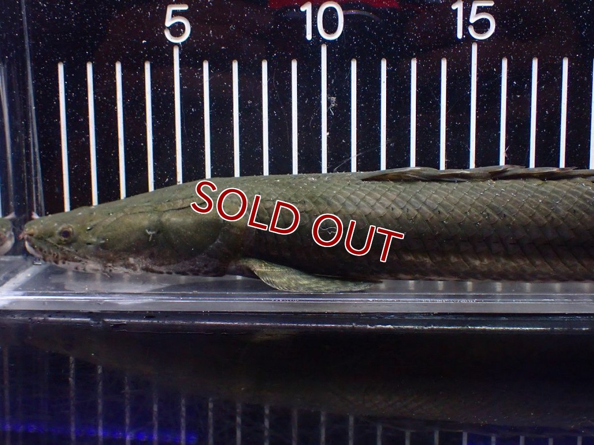画像2: 【淡水魚】【通販】大特価 No3 ポリプテルス ビキールビキール チャド産 ワイルド【個体販売】(±42cm)(大型魚)(生体)(熱帯魚)NKO (2)