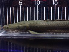 画像2: 【淡水魚】【通販】大特価 No3 ポリプテルス ビキールビキール チャド産 ワイルド【個体販売】(±42cm)(大型魚)(生体)(熱帯魚)NKO (2)