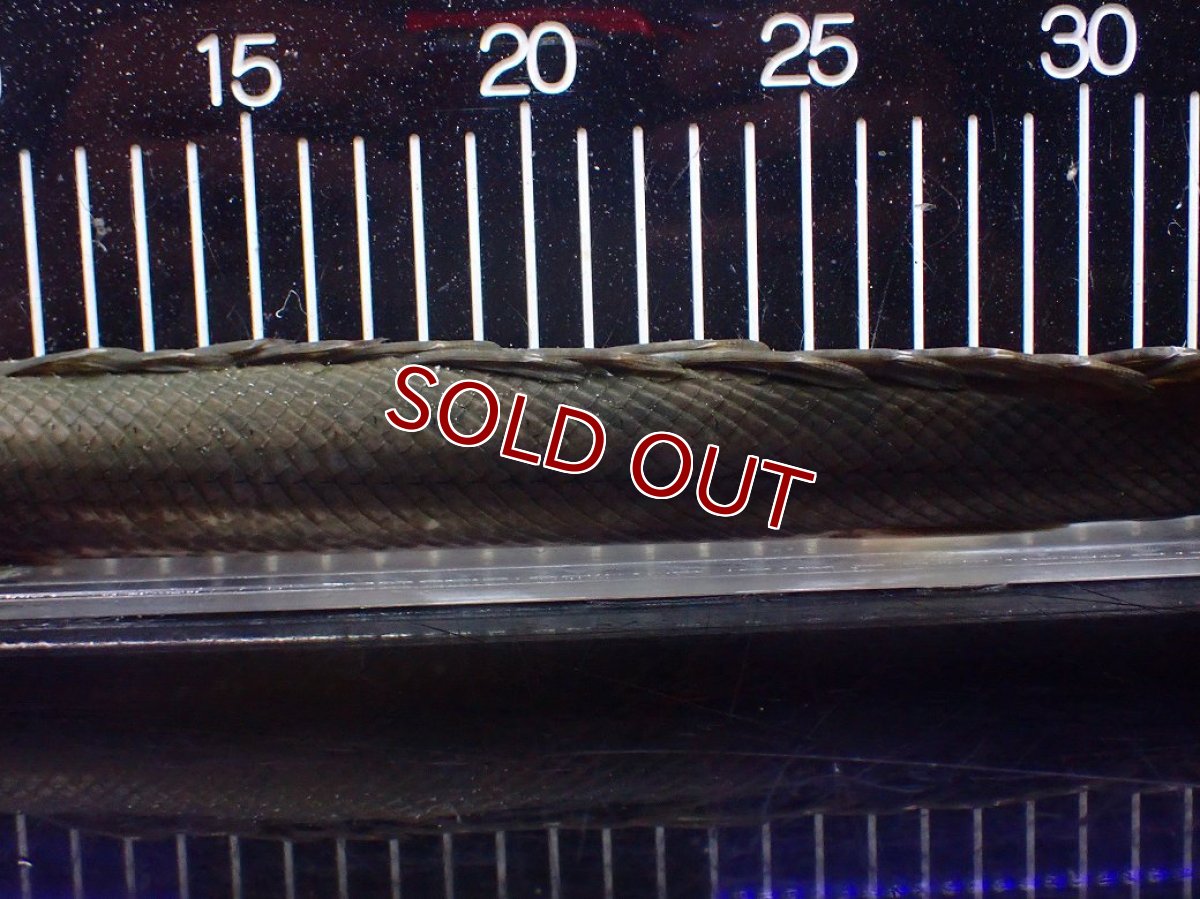 画像3: 【淡水魚】【通販】大特価 No3 ポリプテルス ビキールビキール チャド産 ワイルド【個体販売】(±42cm)(大型魚)(生体)(熱帯魚)NKO (3)