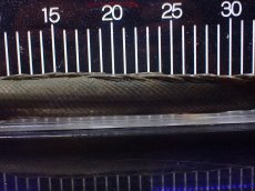 画像3: 【淡水魚】【通販】大特価 No3 ポリプテルス ビキールビキール チャド産 ワイルド【個体販売】(±42cm)(大型魚)(生体)(熱帯魚)NKO (3)