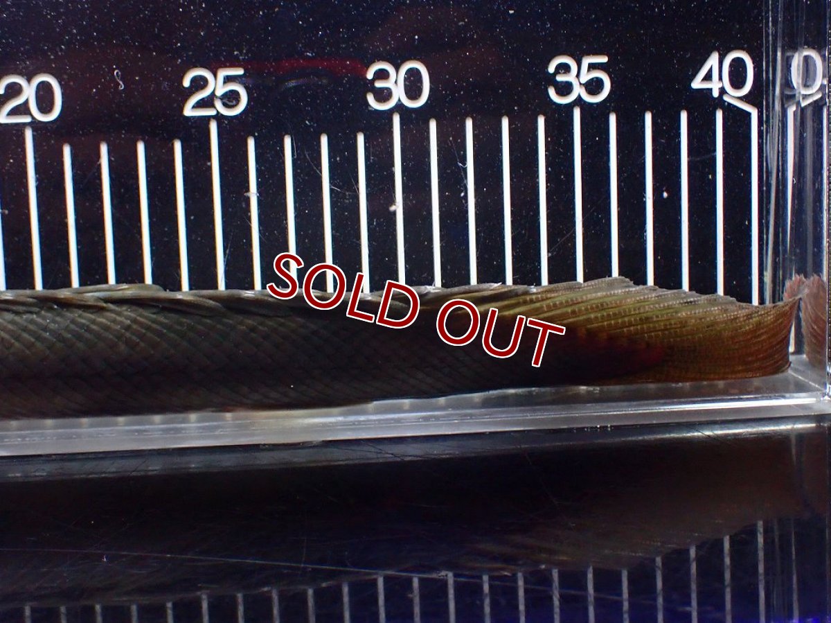 画像4: 【淡水魚】【通販】大特価 No3 ポリプテルス ビキールビキール チャド産 ワイルド【個体販売】(±42cm)(大型魚)(生体)(熱帯魚)NKO (4)