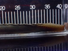 画像4: 【淡水魚】【通販】大特価 No3 ポリプテルス ビキールビキール チャド産 ワイルド【個体販売】(±42cm)(大型魚)(生体)(熱帯魚)NKO (4)