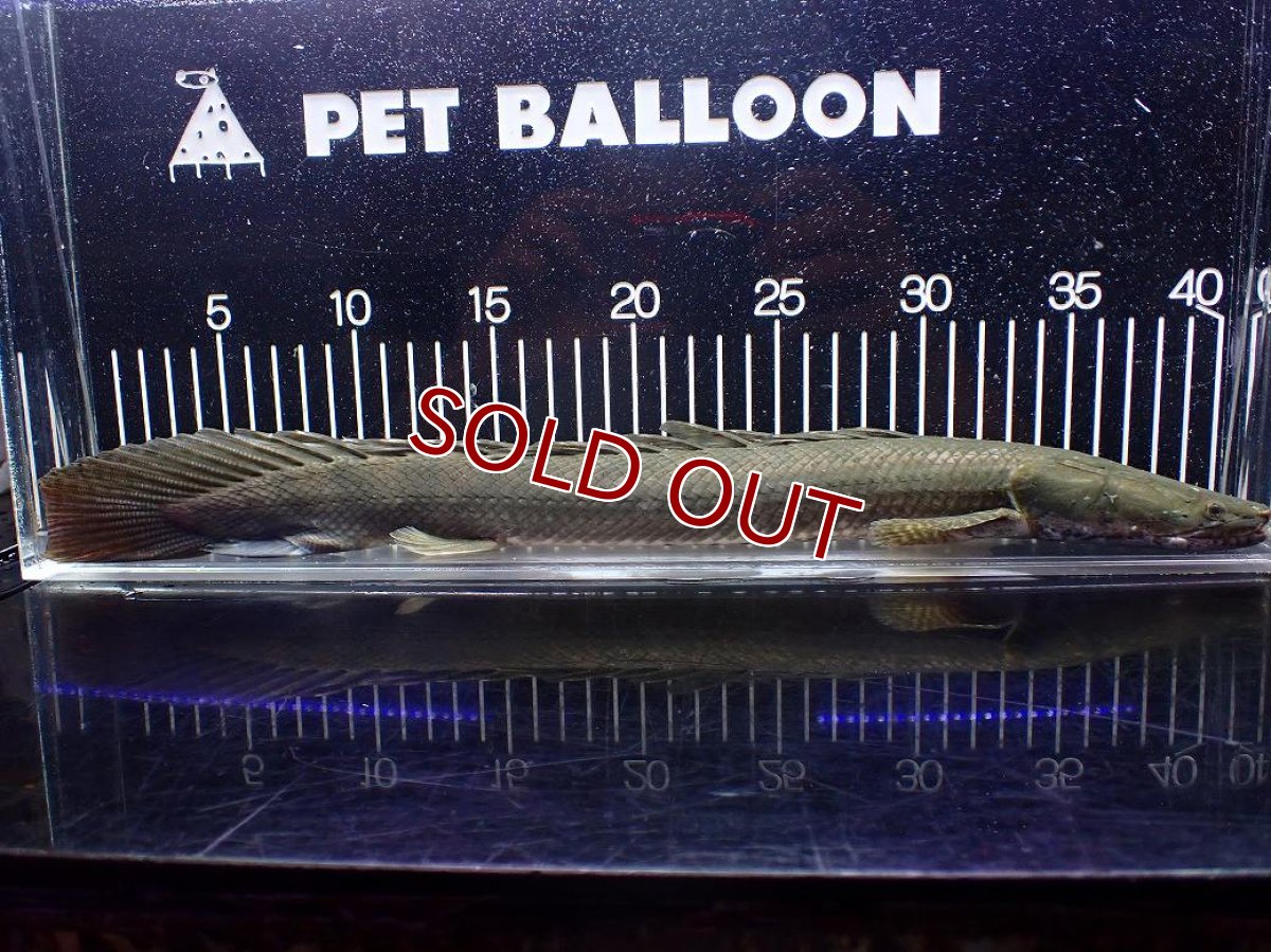 画像5: 【淡水魚】【通販】大特価 No3 ポリプテルス ビキールビキール チャド産 ワイルド【個体販売】(±42cm)(大型魚)(生体)(熱帯魚)NKO (5)