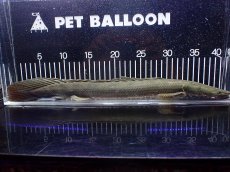 画像5: 【淡水魚】【通販】大特価 No3 ポリプテルス ビキールビキール チャド産 ワイルド【個体販売】(±42cm)(大型魚)(生体)(熱帯魚)NKO (5)