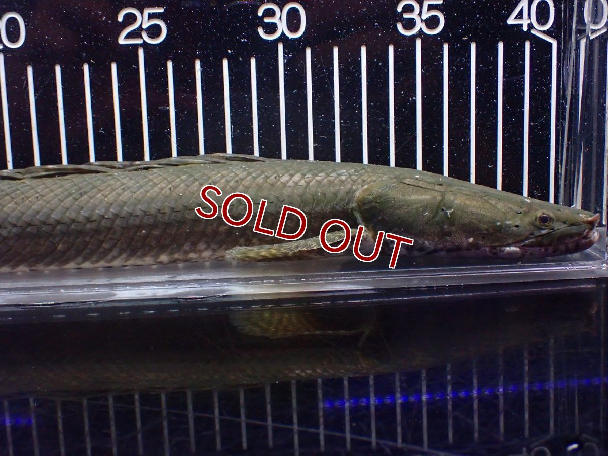 画像6: 【淡水魚】【通販】大特価 No3 ポリプテルス ビキールビキール チャド産 ワイルド【個体販売】(±42cm)(大型魚)(生体)(熱帯魚)NKO (6)