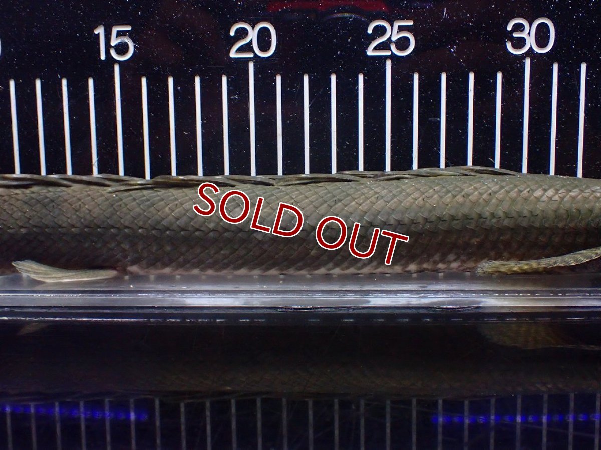 画像7: 【淡水魚】【通販】大特価 No3 ポリプテルス ビキールビキール チャド産 ワイルド【個体販売】(±42cm)(大型魚)(生体)(熱帯魚)NKO (7)