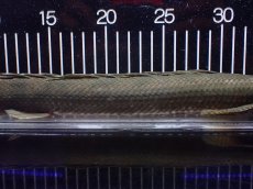 画像7: 【淡水魚】【通販】大特価 No3 ポリプテルス ビキールビキール チャド産 ワイルド【個体販売】(±42cm)(大型魚)(生体)(熱帯魚)NKO (7)
