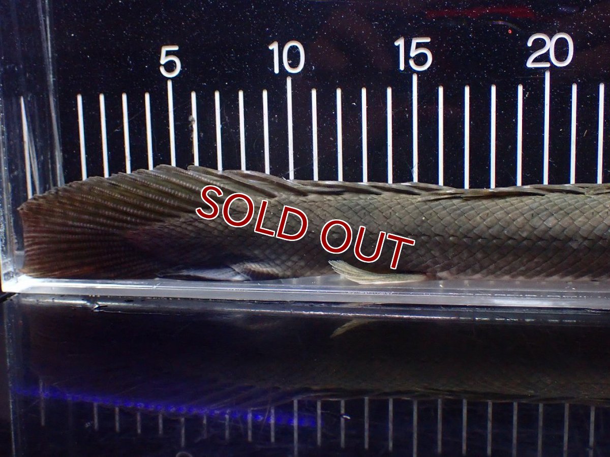 画像8: 【淡水魚】【通販】大特価 No3 ポリプテルス ビキールビキール チャド産 ワイルド【個体販売】(±42cm)(大型魚)(生体)(熱帯魚)NKO (8)