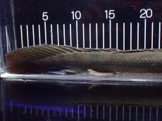 画像8: 【淡水魚】【通販】大特価 No3 ポリプテルス ビキールビキール チャド産 ワイルド【個体販売】(±42cm)(大型魚)(生体)(熱帯魚)NKO (8)