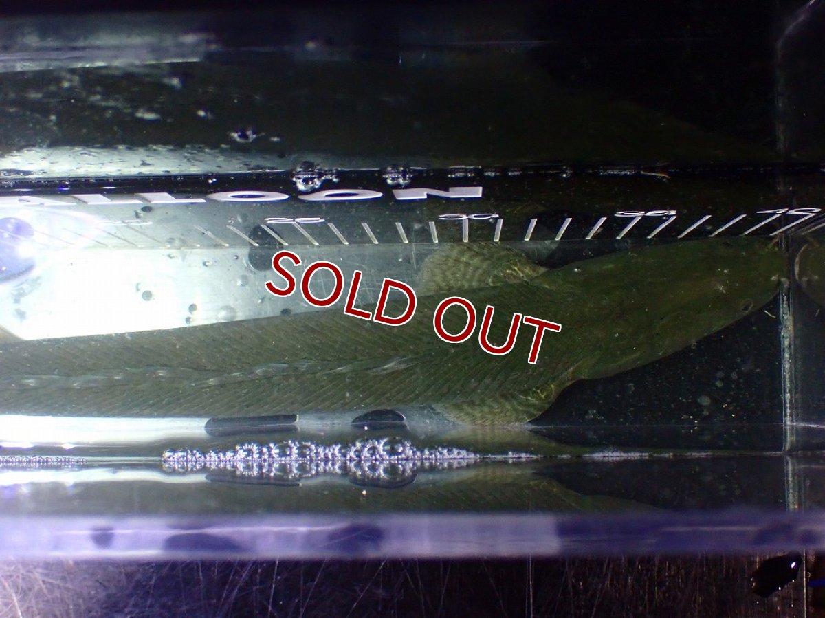 画像9: 【淡水魚】【通販】大特価 No3 ポリプテルス ビキールビキール チャド産 ワイルド【個体販売】(±42cm)(大型魚)(生体)(熱帯魚)NKO (9)
