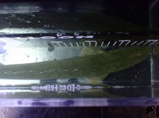 画像9: 【淡水魚】【通販】大特価 No3 ポリプテルス ビキールビキール チャド産 ワイルド【個体販売】(±42cm)(大型魚)(生体)(熱帯魚)NKO (9)