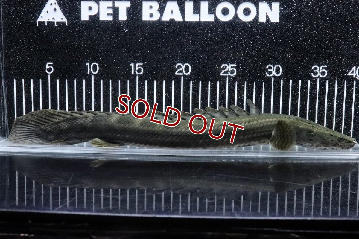 画像1: 【淡水魚】【通販】大特価 No1 ポリプテルス ビキールビキール チャド産 ワイルド【個体販売】(±40cm)(大型魚)(生体)(熱帯魚)NKO (1)