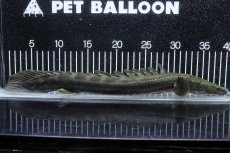 画像1: 【淡水魚】【通販】大特価 No1 ポリプテルス ビキールビキール チャド産 ワイルド【個体販売】(±40cm)(大型魚)(生体)(熱帯魚)NKO (1)