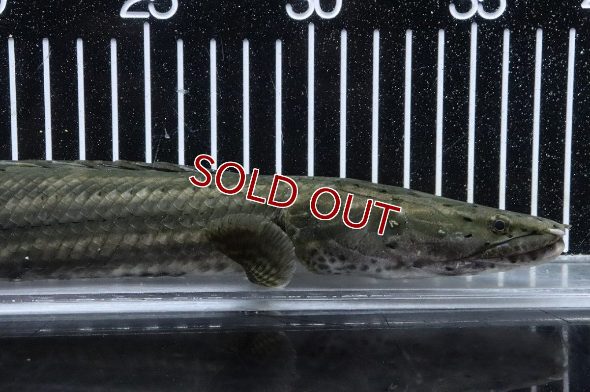 画像2: 【淡水魚】【通販】大特価 No1 ポリプテルス ビキールビキール チャド産 ワイルド【個体販売】(±40cm)(大型魚)(生体)(熱帯魚)NKO (2)