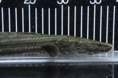 画像2: 【淡水魚】【通販】大特価 No1 ポリプテルス ビキールビキール チャド産 ワイルド【個体販売】(±40cm)(大型魚)(生体)(熱帯魚)NKO (2)