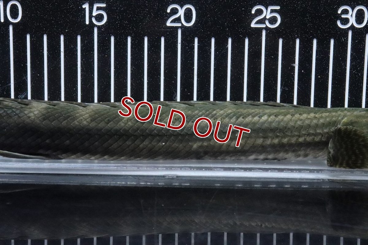 画像3: 【淡水魚】【通販】大特価 No1 ポリプテルス ビキールビキール チャド産 ワイルド【個体販売】(±40cm)(大型魚)(生体)(熱帯魚)NKO (3)