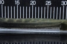 画像3: 【淡水魚】【通販】大特価 No1 ポリプテルス ビキールビキール チャド産 ワイルド【個体販売】(±40cm)(大型魚)(生体)(熱帯魚)NKO (3)