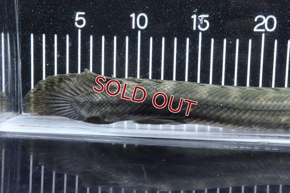 画像4: 【淡水魚】【通販】大特価 No1 ポリプテルス ビキールビキール チャド産 ワイルド【個体販売】(±40cm)(大型魚)(生体)(熱帯魚)NKO (4)