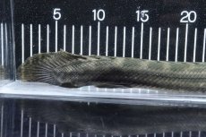 画像4: 【淡水魚】【通販】大特価 No1 ポリプテルス ビキールビキール チャド産 ワイルド【個体販売】(±40cm)(大型魚)(生体)(熱帯魚)NKO (4)