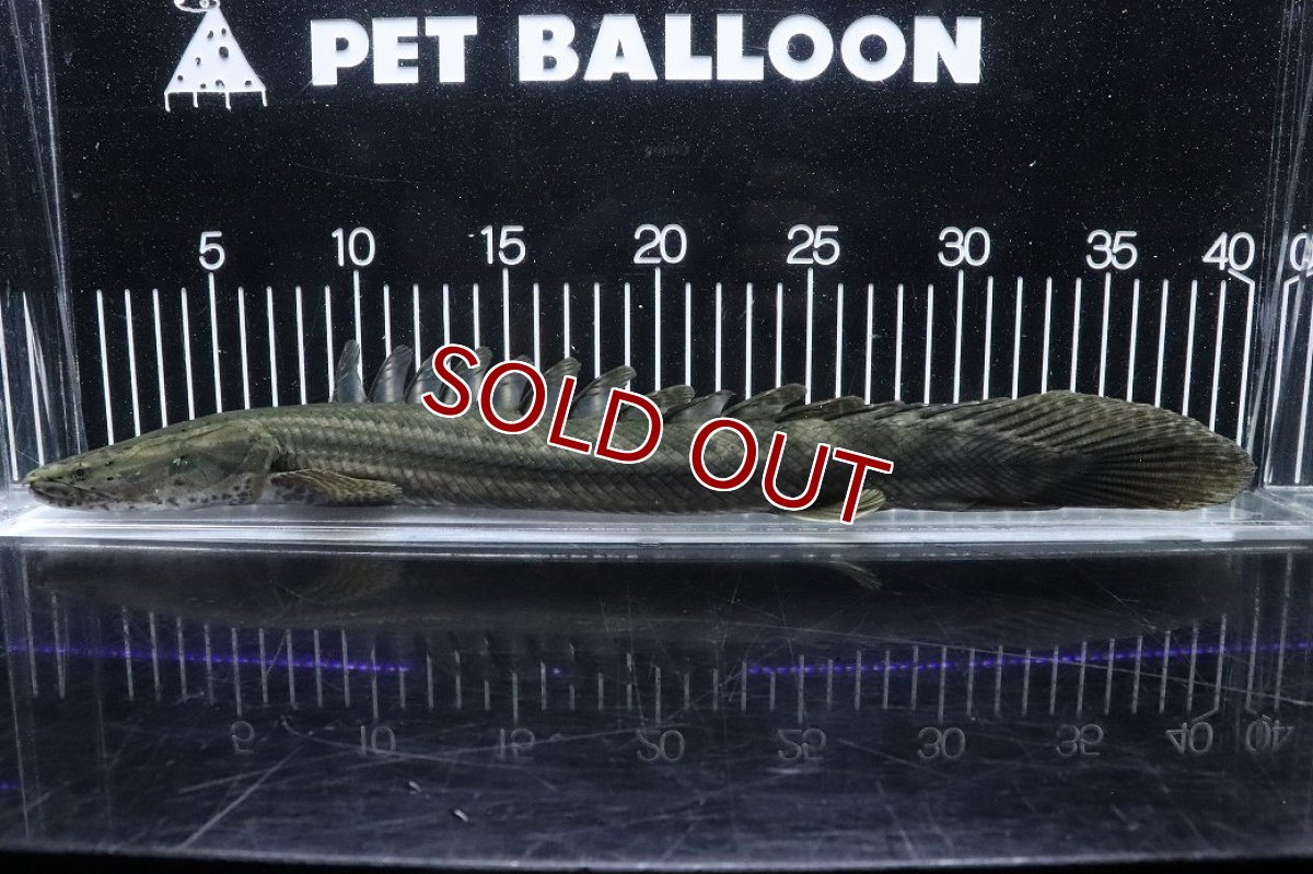 画像5: 【淡水魚】【通販】大特価 No1 ポリプテルス ビキールビキール チャド産 ワイルド【個体販売】(±40cm)(大型魚)(生体)(熱帯魚)NKO (5)