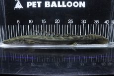 画像5: 【淡水魚】【通販】大特価 No1 ポリプテルス ビキールビキール チャド産 ワイルド【個体販売】(±40cm)(大型魚)(生体)(熱帯魚)NKO (5)