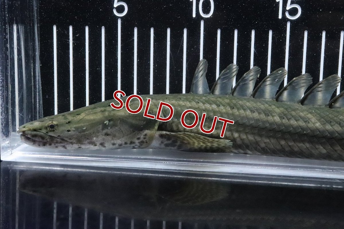 画像6: 【淡水魚】【通販】大特価 No1 ポリプテルス ビキールビキール チャド産 ワイルド【個体販売】(±40cm)(大型魚)(生体)(熱帯魚)NKO (6)