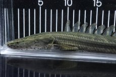 画像6: 【淡水魚】【通販】大特価 No1 ポリプテルス ビキールビキール チャド産 ワイルド【個体販売】(±40cm)(大型魚)(生体)(熱帯魚)NKO (6)