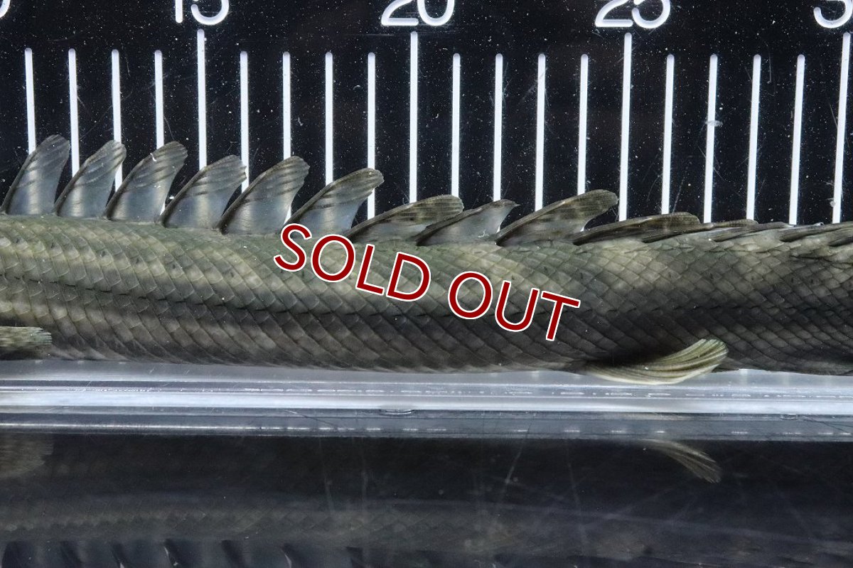 画像7: 【淡水魚】【通販】大特価 No1 ポリプテルス ビキールビキール チャド産 ワイルド【個体販売】(±40cm)(大型魚)(生体)(熱帯魚)NKO (7)