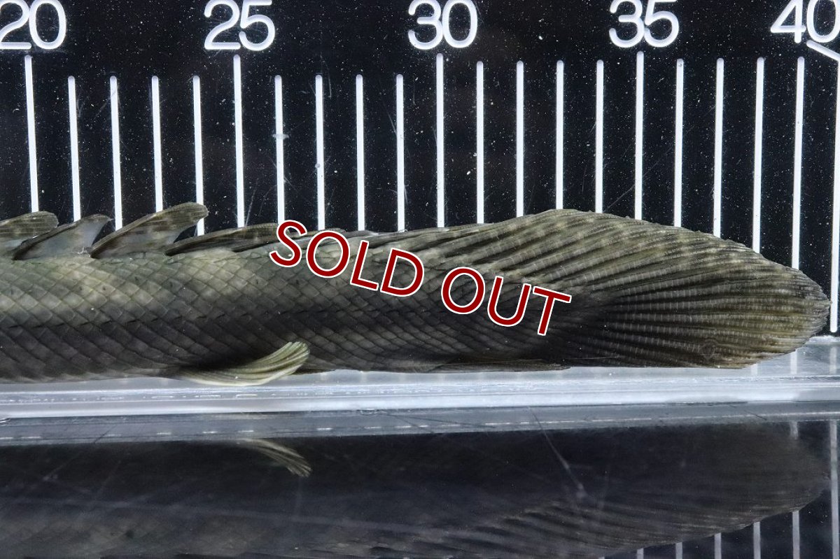 画像8: 【淡水魚】【通販】大特価 No1 ポリプテルス ビキールビキール チャド産 ワイルド【個体販売】(±40cm)(大型魚)(生体)(熱帯魚)NKO (8)