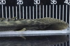 画像8: 【淡水魚】【通販】大特価 No1 ポリプテルス ビキールビキール チャド産 ワイルド【個体販売】(±40cm)(大型魚)(生体)(熱帯魚)NKO (8)