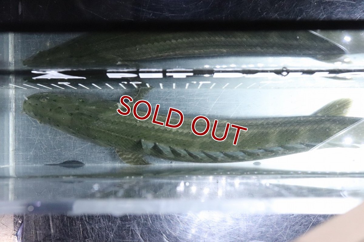 画像9: 【淡水魚】【通販】大特価 No1 ポリプテルス ビキールビキール チャド産 ワイルド【個体販売】(±40cm)(大型魚)(生体)(熱帯魚)NKO (9)